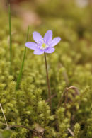 06-3174 Hepatica (Hepatica nobilis) Cevennes National Park France